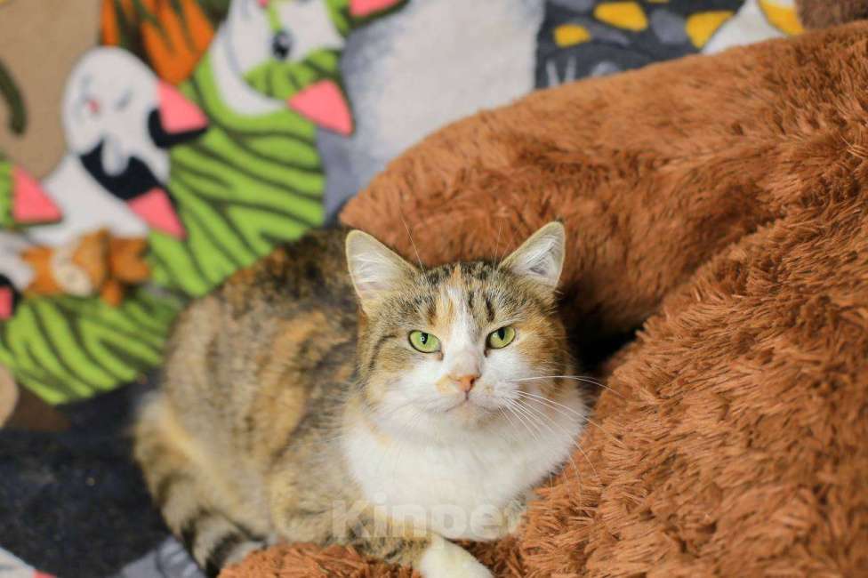 Кошки в Москве: Ласковая кошечка Мася Девочка, Бесплатно - фото 2