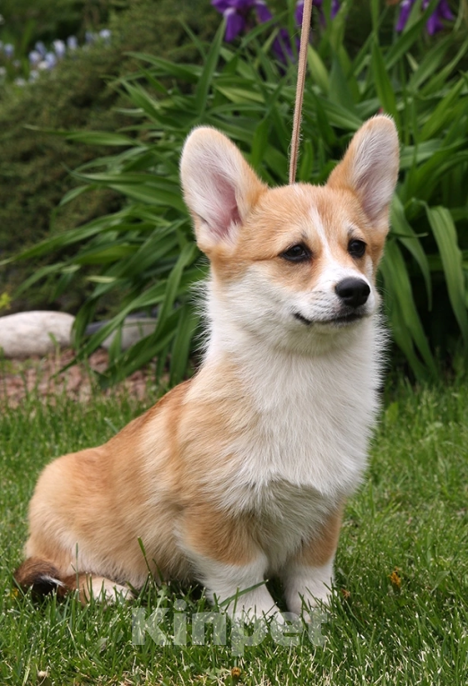 Собаки в Самаре: Очень красивые девочки корги Девочка, 40 000 руб. - фото 2