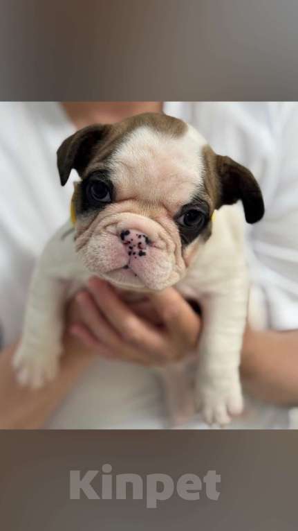 Собаки в Челябинске: Французята 2 месяца Девочка, 35 000 руб. - фото 2