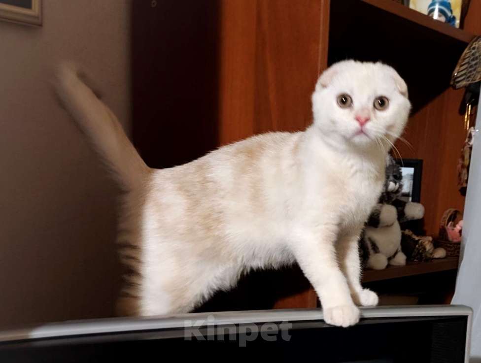 Кошки в Санкт-Петербурге: Шотландский котенок редкого окраса Мальчик, Бесплатно - фото 2