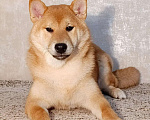 Собаки в других городах Ростовской области: щенок Сиба Мальчик, 40 000 руб. - фото 4