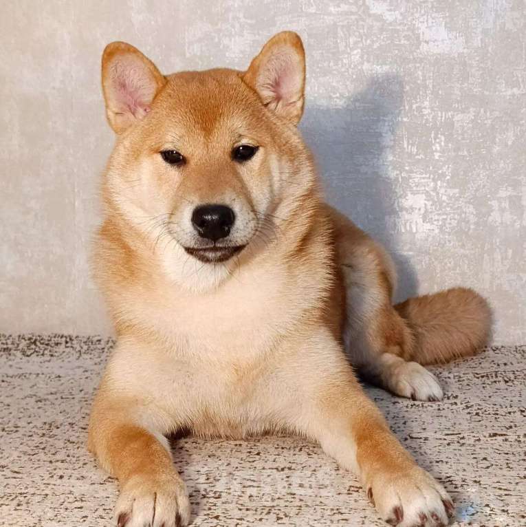 Собаки в других городах Ростовской области: щенок Сиба Мальчик, 40 000 руб. - фото 4