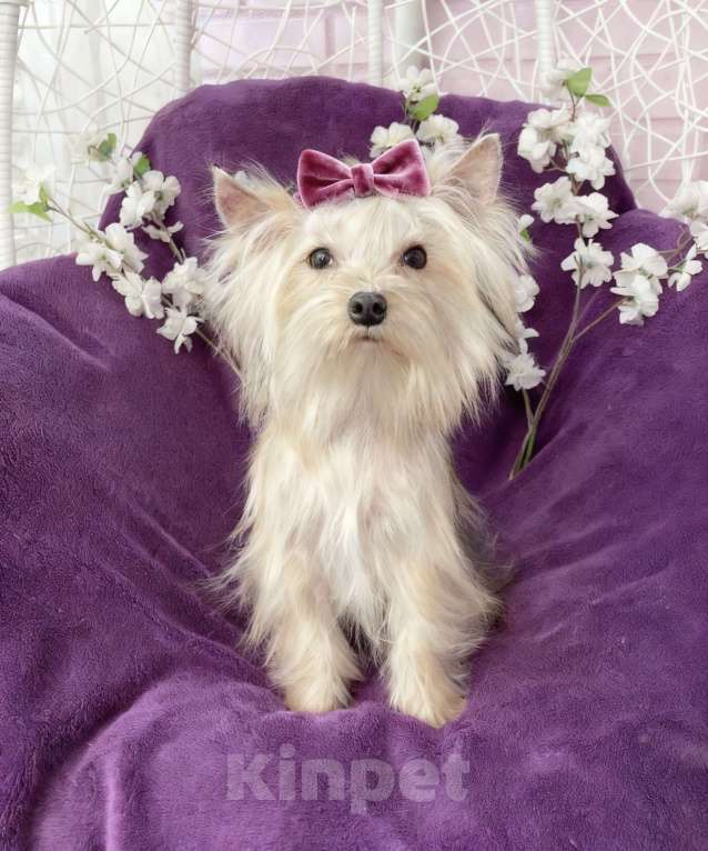 Собаки в Москве: Золотой йорк мини девочка подрощенная Девочка, 80 000 руб. - фото 9