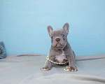 Собаки в Москве: светлый лилак щенок французского бульдога серый Мальчик, Бесплатно - фото 2