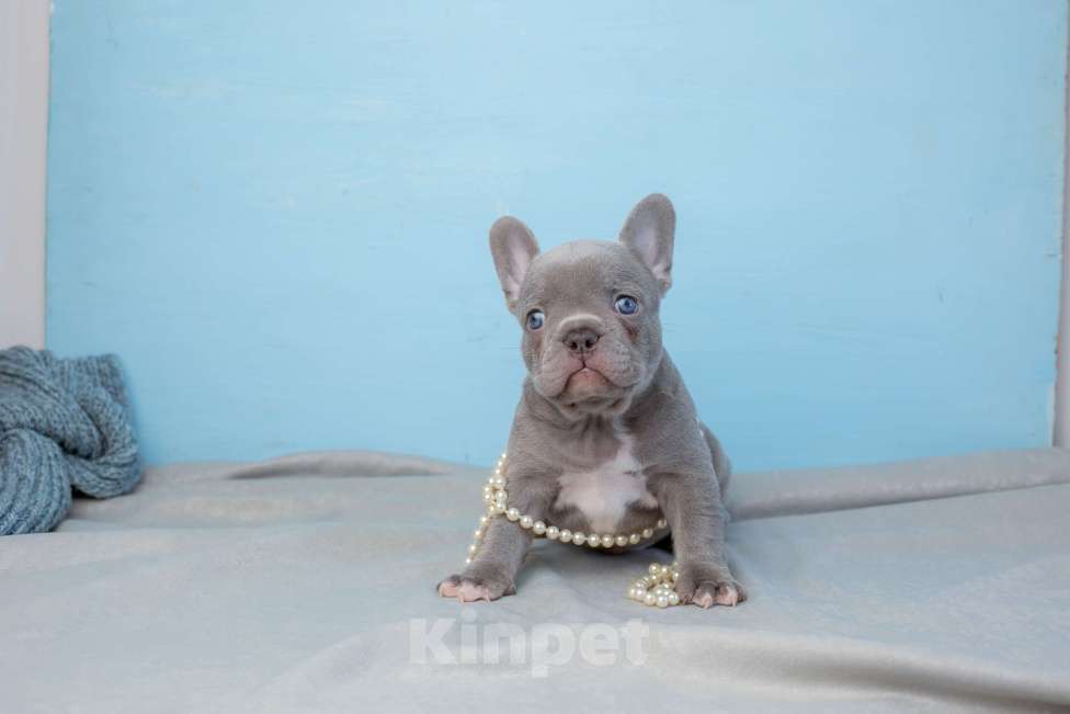 Собаки в Москве: светлый лилак щенок французского бульдога серый Мальчик, Бесплатно - фото 2
