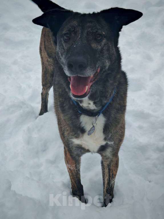 Собаки в Москве: Дэйф добрый и милый! Мальчик, 1 руб. - фото 3