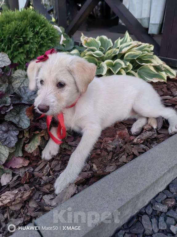 Собаки в других городах Ростовской области: Щенок для радости Девочка, Бесплатно - фото 2