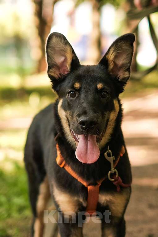 Собаки в Санкт-Петербурге: Весëлый Скаут из приюта в добрые руки Мальчик, Бесплатно - фото 2