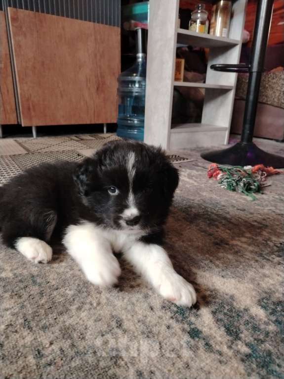 Собаки в Первоуральске: Щенки бордер колли Мальчик, 100 000 руб. - фото 1