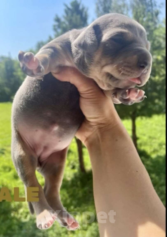 Собаки в других городах Калужской области: Щенки прайтер девочки  Девочка, 120 000 руб. - фото 4