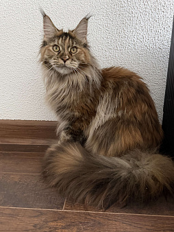 Питомник Affectionate miracle 