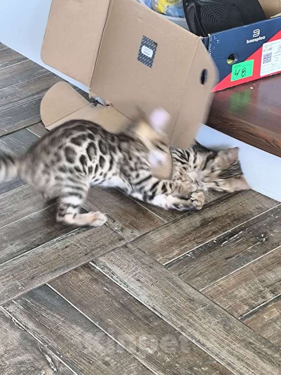 Кошки в Калуге: Бенгальские девочки Девочка, 20 000 руб. - фото 2