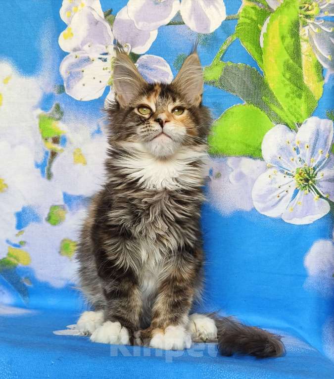Кошки в Москве: Котёнок Мейн-кун Полидакт Девочка Девочка, 80 000 руб. - фото 6