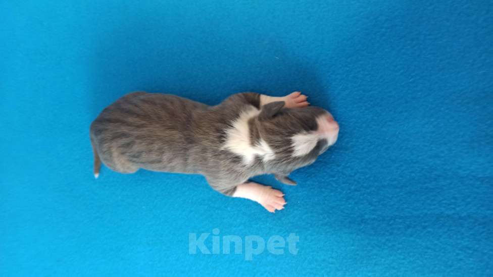 Собаки в Санкт-Петербурге: Кобель 2 Мальчик, Бесплатно - фото 4