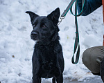 Собаки в Москве: Джесси и Юта Девочка, Бесплатно - фото 2