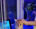 Кошки в Москве: В Добрые Руки Мальчик, 25 руб. - фото 2