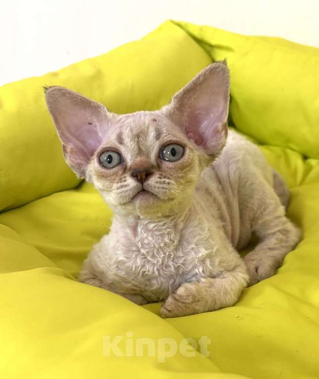 Кошки в Лобне: Мальчик девон рекс Мальчик, 80 000 руб. - фото 9