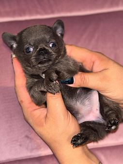 Голубая мини г/ш девочка 