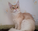 Кошки в Москве: Котенок мейн-кун Мальчик, 25 000 руб. - фото 6