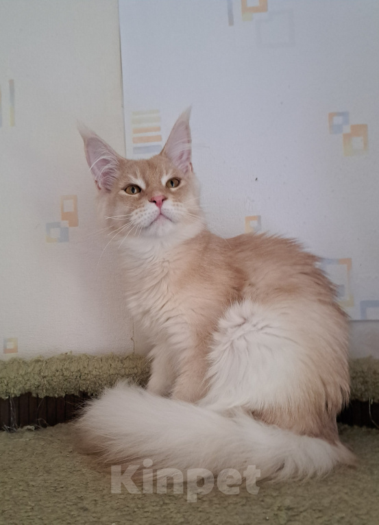 Кошки в Москве: Котенок мейн-кун Мальчик, 25 000 руб. - фото 6