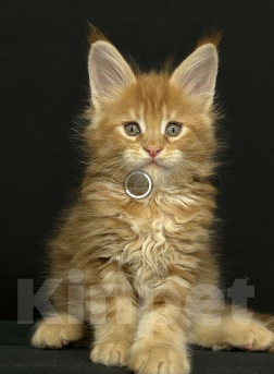 Кошки в Екатеринбурге: Красные мраморные мальчики Мальчик, 50 000 руб. - фото 5