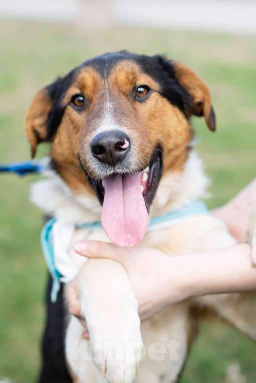 Собаки в Москве: Ньюи в поиске дома Мальчик, Бесплатно - фото 5