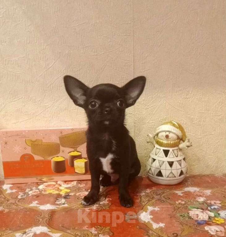 Собаки в Москве: Чёрный красавец Мальчик, 40 000 руб. - фото 1