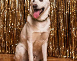 Собаки в Москве: Красавчик Чарли, добрейший песик-подросток в добрые руки Мальчик, Бесплатно - фото 1