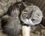 Кошки в Симферополе: Вязка кот Хайленд шотландец., 1 500 руб. - фото 1