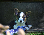 Собаки в Одинцово: Очаровательная Дуня (Вельш Корги Кардиган)  Девочка, 45 000 руб. - фото 2