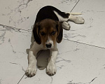 Собаки в Ростове-на-Дону: Продаю щенка порода Бигль Мальчик, 18 000 руб. - фото 2