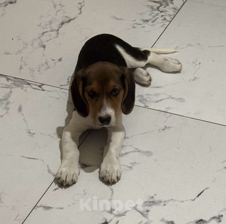 Собаки в Ростове-на-Дону: Продаю щенка порода Бигль Мальчик, 18 000 руб. - фото 2