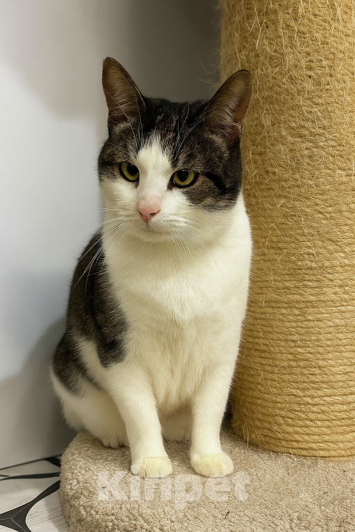 Кошки в Санкт-Петербурге: Руна Девочка, 10 руб. - фото 1