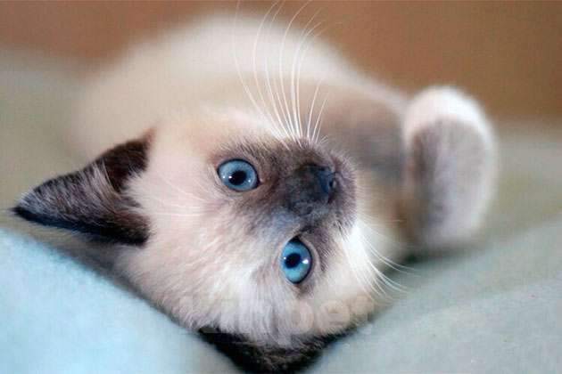 Кошки в Мурманске: манчкин подросток Мальчик, 15 000 руб. - фото 2