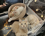 Кошки в Долгопрудном: Кремовый котенок мейн-кун Мальчик, 45 000 руб. - фото 3