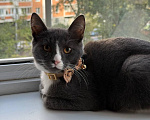 Кошки в Москве: Котенок Сэм ищет дом Мальчик, Бесплатно - фото 2