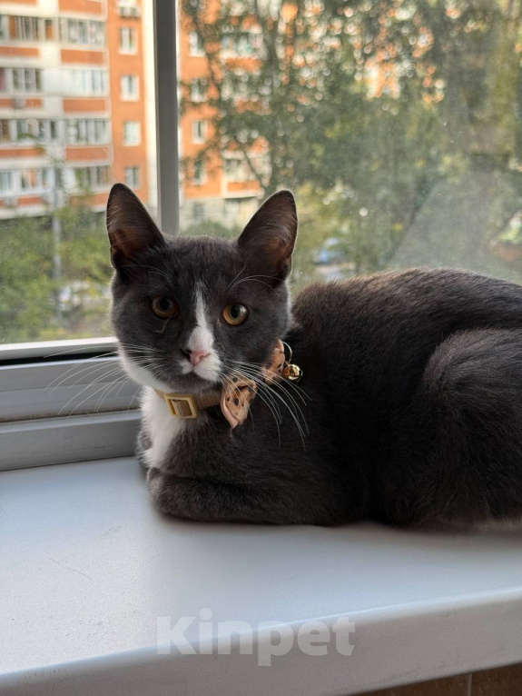 Кошки в Москве: Котенок Сэм ищет дом Мальчик, Бесплатно - фото 2