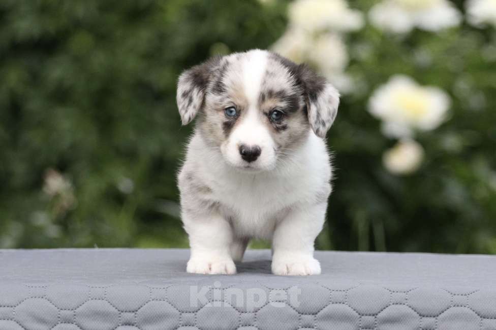 Собаки в Москве: Щенки вельш корги кардиган Мальчик, Бесплатно - фото 3