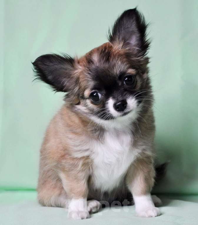 Собаки в Москве: Продается очаровательная  девочка-щенок чихуахуа длинношерстной породы! Девочка, 70 000 руб. - фото 4