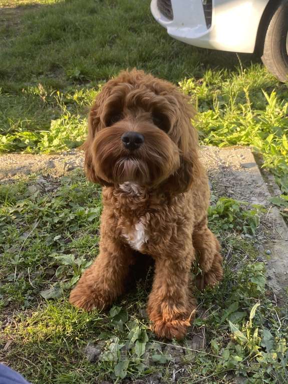 Собаки в Ставрополе: Продам собаку Мальчик, 30 000 руб. - фото 2