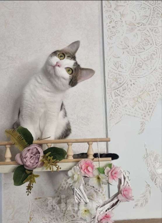 Кошки в Санкт-Петербурге: Кошечка юная коренная петербурженка в добрые руки Девочка, Бесплатно - фото 10