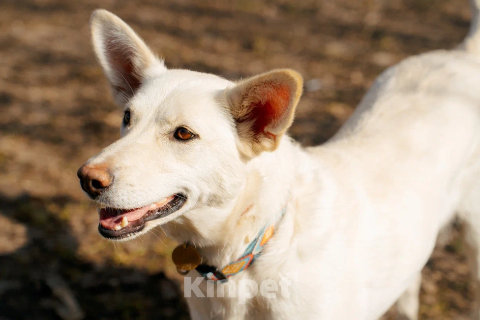 Собаки в Красногорске: Молоденькая Белочка 1,5 года ищет дом Девочка, Бесплатно - фото 5