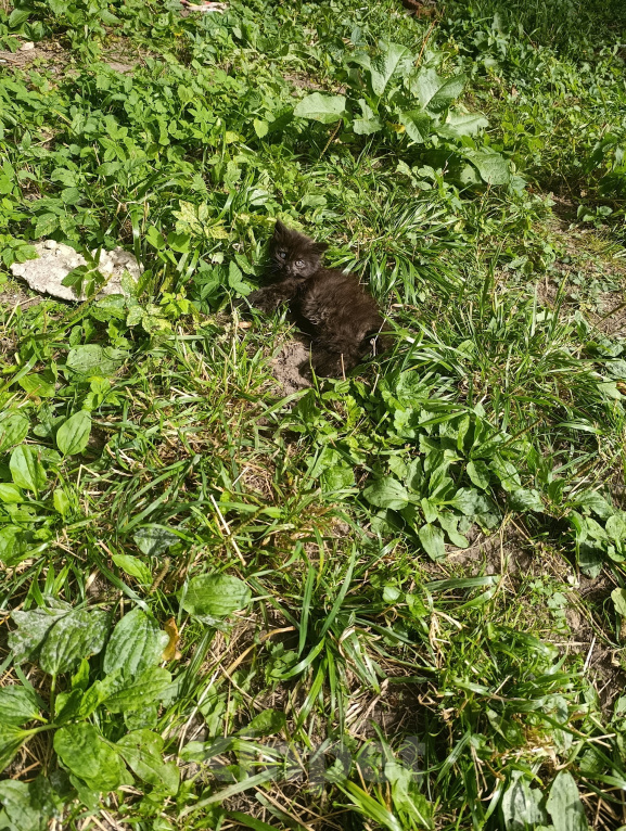 Кошки в Ступино: Котёнок в добрые руки Мальчик, Бесплатно - фото 4