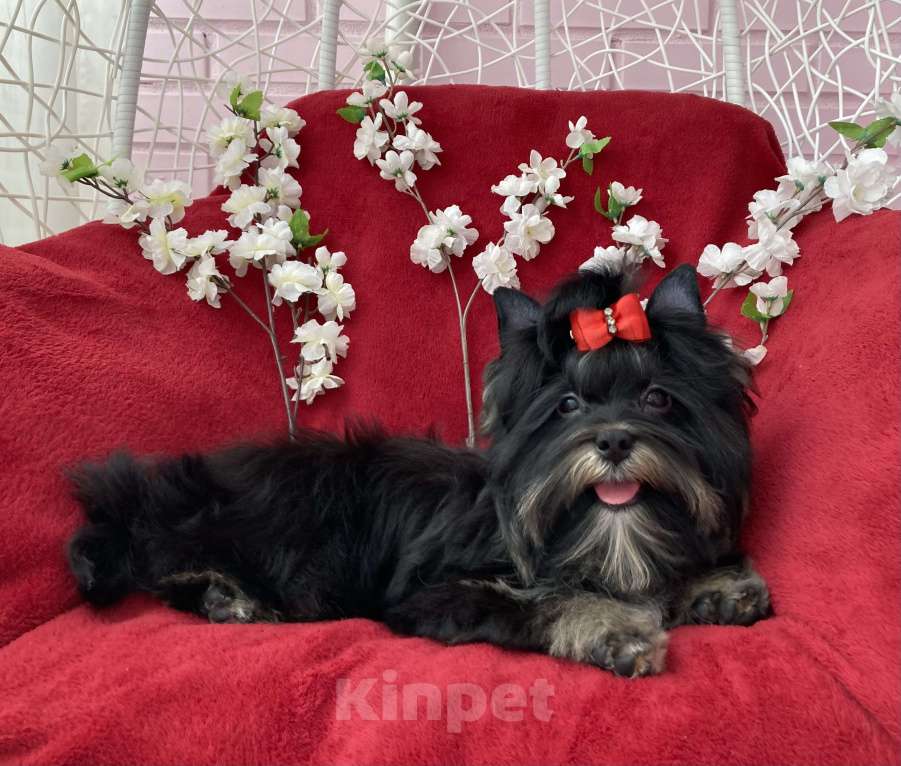 Собаки в Москве: Чёрный йорк подрощенная девочка стандарт Девочка, 90 000 руб. - фото 5