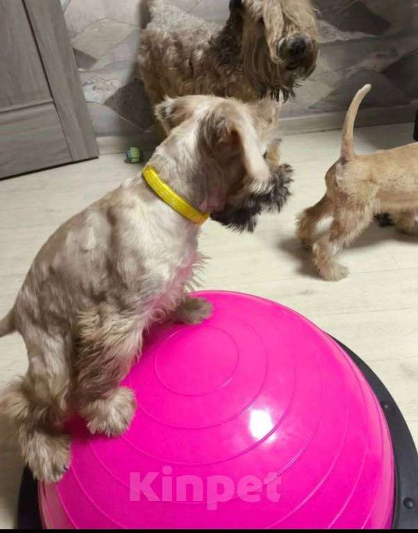 Собаки в Котельнике: Пшеничного терьера щенки Девочка, 100 000 руб. - фото 1