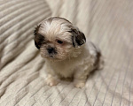Собаки в Санкт-Петербурге: Милашечка ши тцу  Девочка, 35 000 руб. - фото 2