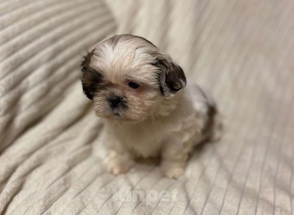 Собаки в Санкт-Петербурге: Милашечка ши тцу  Девочка, 35 000 руб. - фото 2