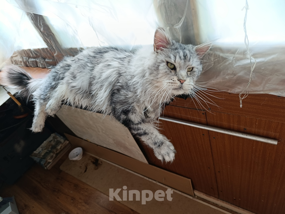 Кошки в Санкт-Петербурге: Кот с документами, с тестами Мальчик, 40 000 руб. - фото 5