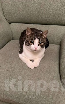 Кошки в других городах Московской области: Потерялся кот Мальчик, Бесплатно - фото 1