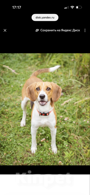 Собаки в Москве: Айя хочет домой Девочка, Бесплатно - фото 3